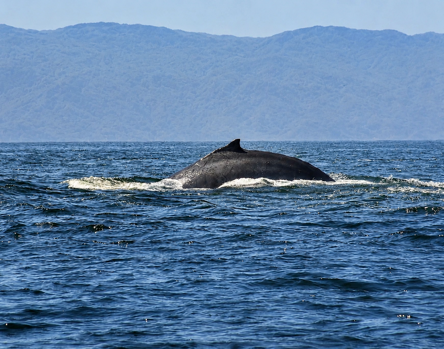 Humpback whale surfacing in Banderas Bay off Quimixto, Puerto Vallarta